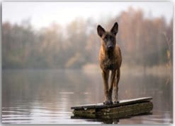 Postkarte See-Hund