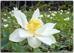 Postkarte Weißer Lotus