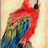 Postkarte Roter Papagei