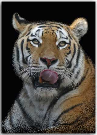 Postkarte Tiger