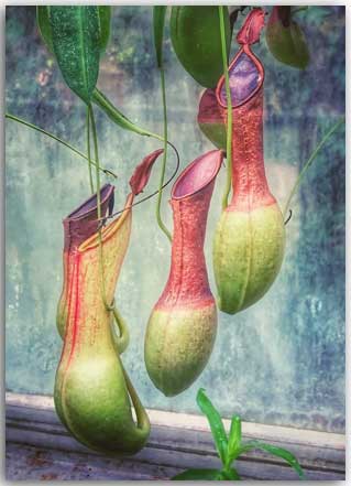 Postkarte Kannenpflanze