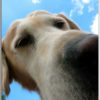 Postkarte Irma der Himmelhund