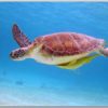 Postkarte Meeresschildkröte 1