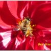 Postcard Bee friendly