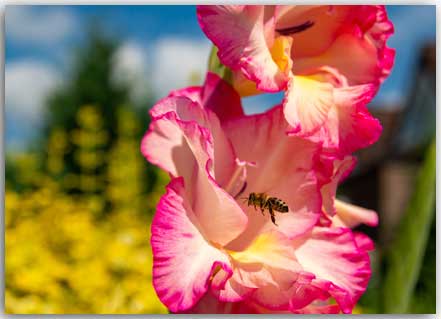 Postkarte Biene im Landeanflug