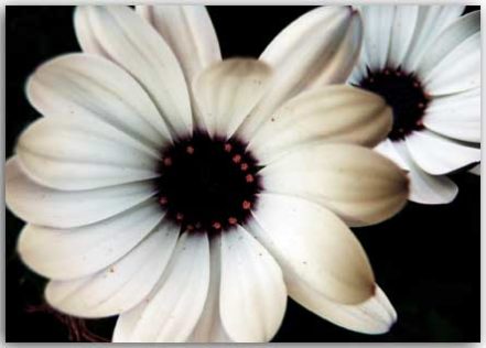 postcard white flowers