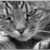 Postkarte Katze mit Blick
