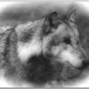 Postkarte mit Wolfsportrait