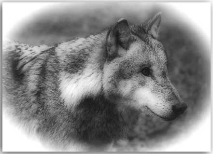Postkarte mit Wolfsportrait