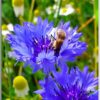 Postkarte Fleißiges Bienchen