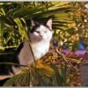 Postkarte Kleinstadt-Dschungel-Katze Idi die mich beim Vogeltränke auffüllen beobachtet.