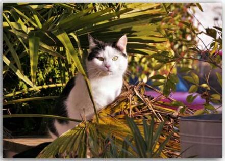 Postkarte Kleinstadt-Dschungel-Katze Idi die mich beim Vogeltränke auffüllen beobachtet.