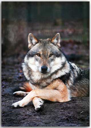 Postkarte Wolf relax
