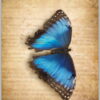 Postkarte Schmetterling Morpho