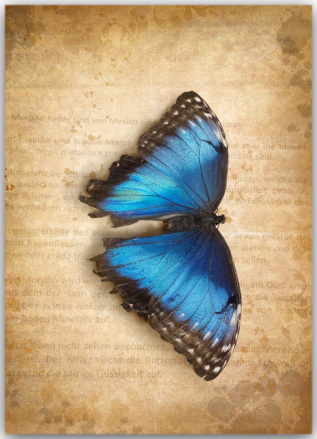 Postkarte Schmetterling Morpho